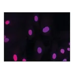 Merck Anti-HMGB2 (HMG2) antibody produced in rabbit