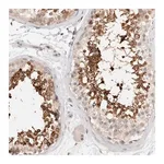 Merck Anti-C17orf97 antibody produced in rabbit