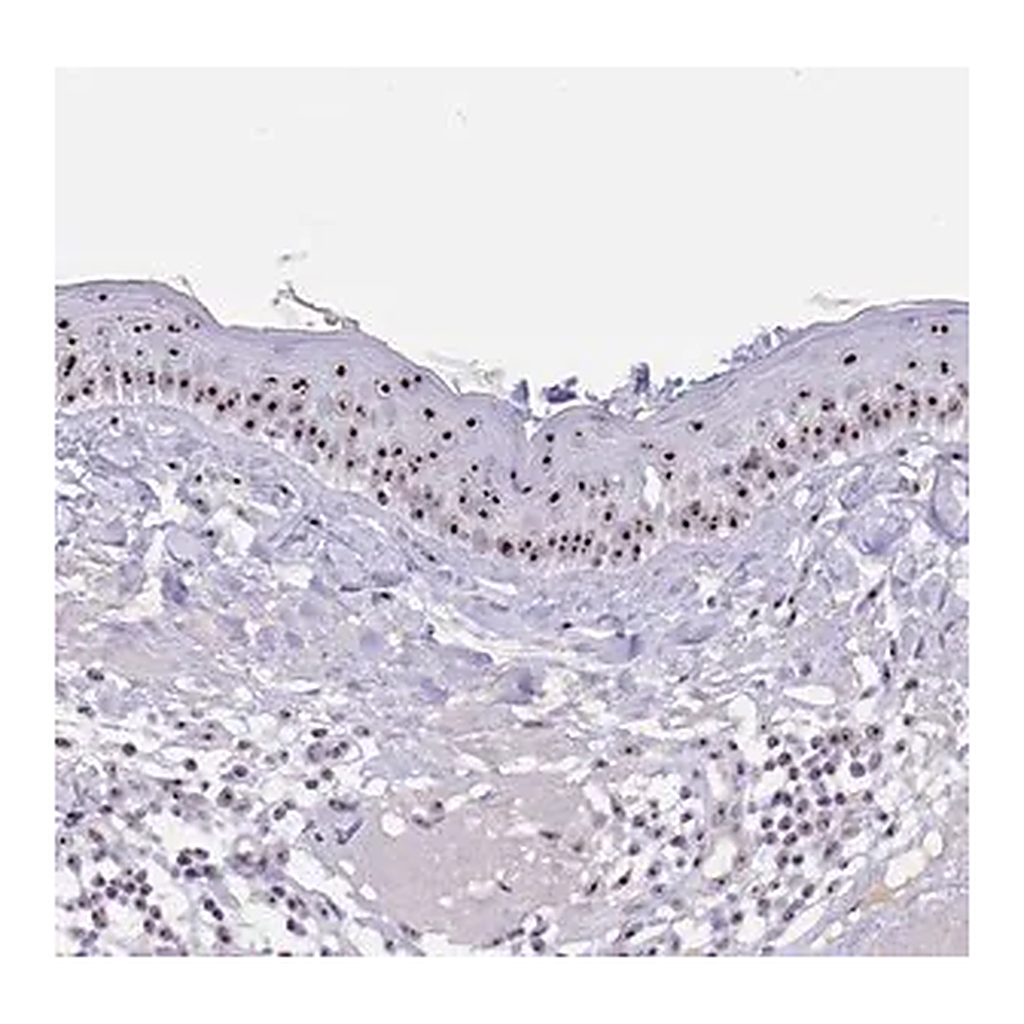 Merck Anti-PAX3 antibody produced in rabbit
