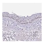 Merck Anti-PAX3 antibody produced in rabbit