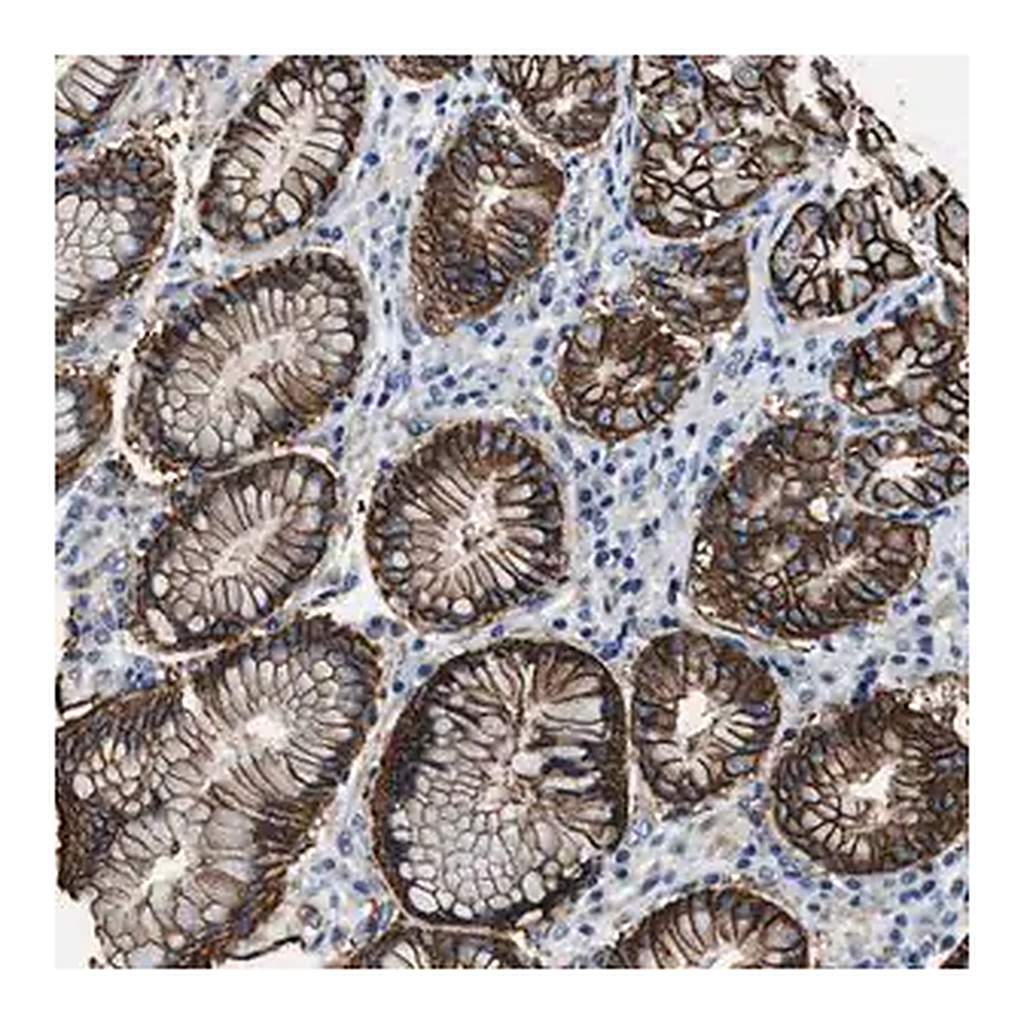 Merck Anti-MPDZ antibody produced in rabbit