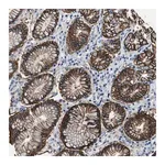 Merck Anti-MPDZ antibody produced in rabbit