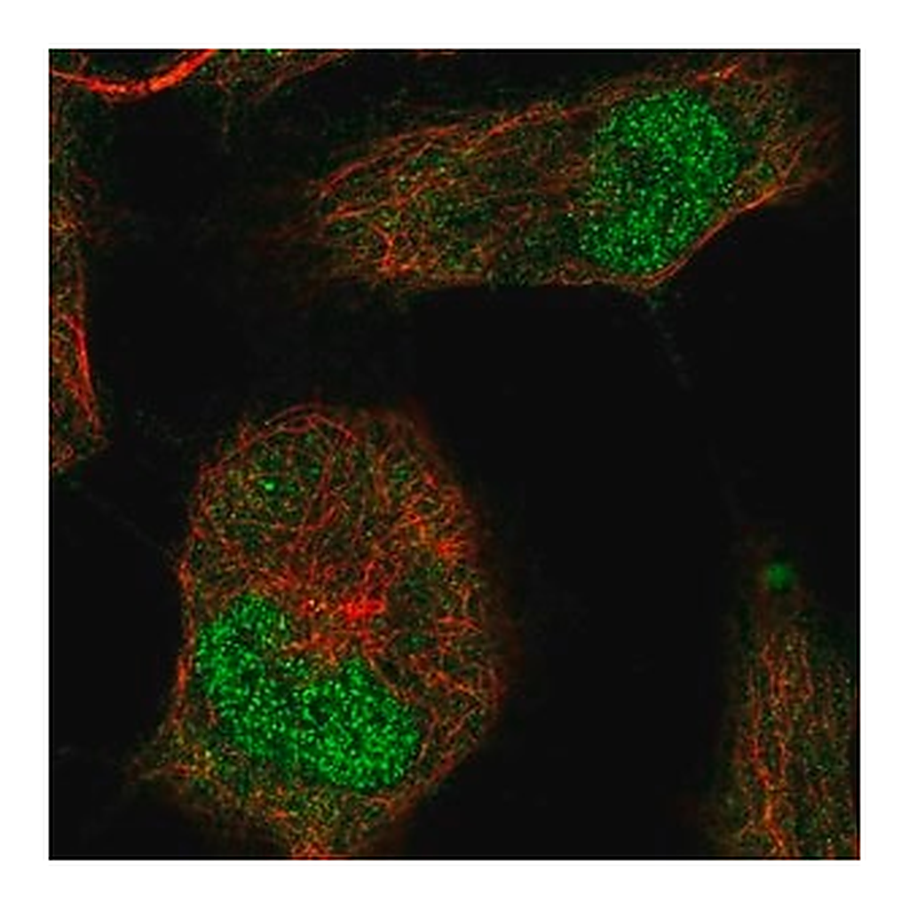Merck Anti-T antibody produced in rabbit