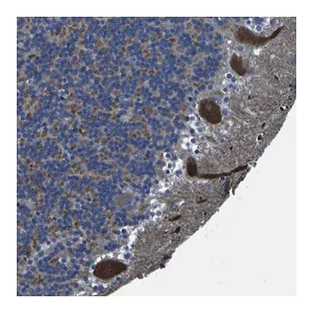 Merck Anti-GRAMD1A antibody produced in rabbit