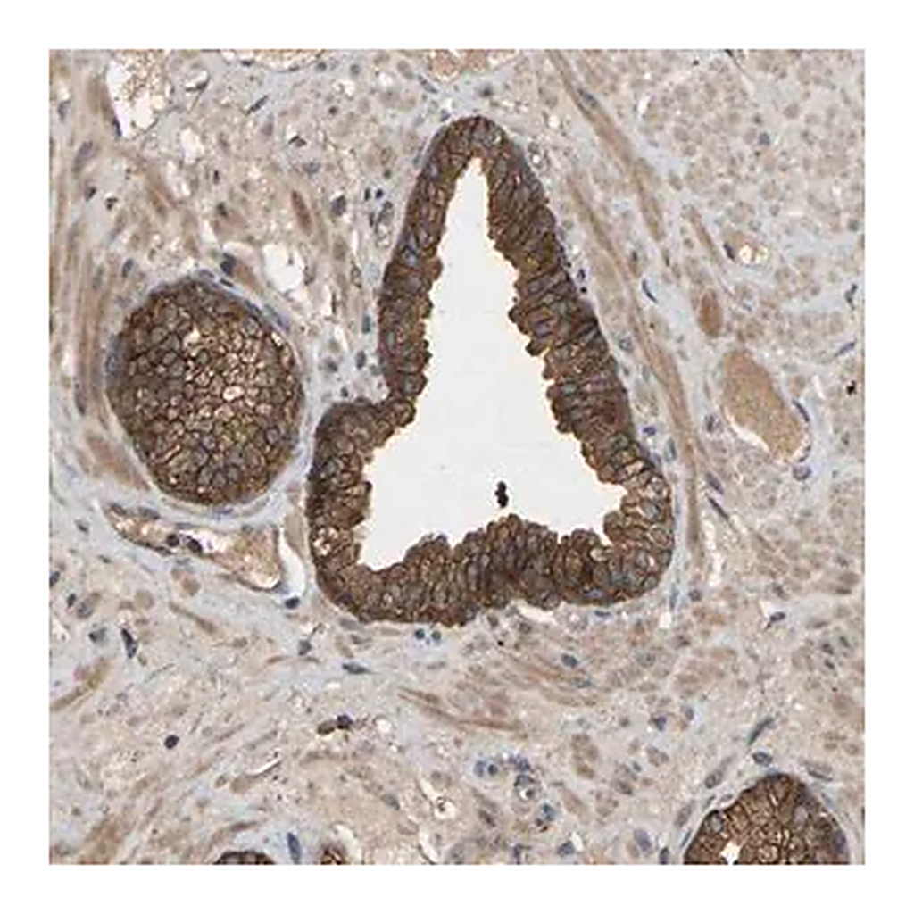 Merck Anti-LPAR2 antibody produced in rabbit