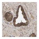 Merck Anti-LPAR2 antibody produced in rabbit