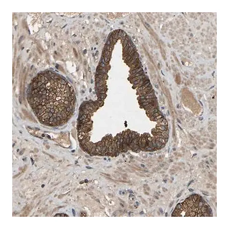 Merck Anti-LPAR2 antibody produced in rabbit