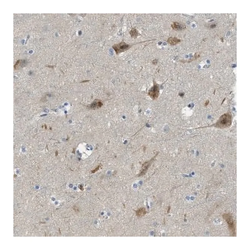 Merck Anti-SNX14 antibody produced in rabbit