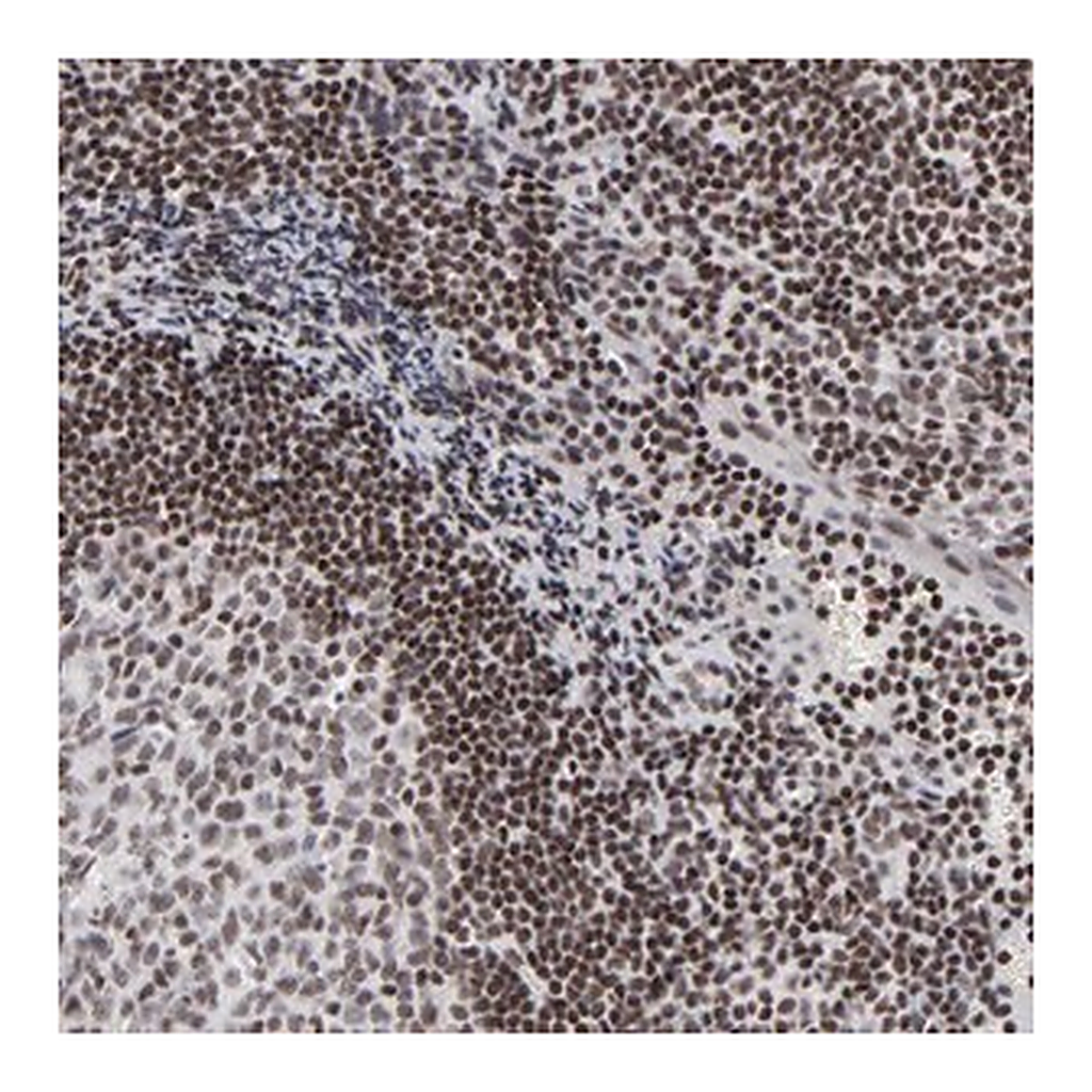 Merck Anti-SP2 antibody produced in rabbit