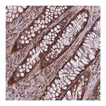 Merck Anti-COMMD2 antibody produced in rabbit