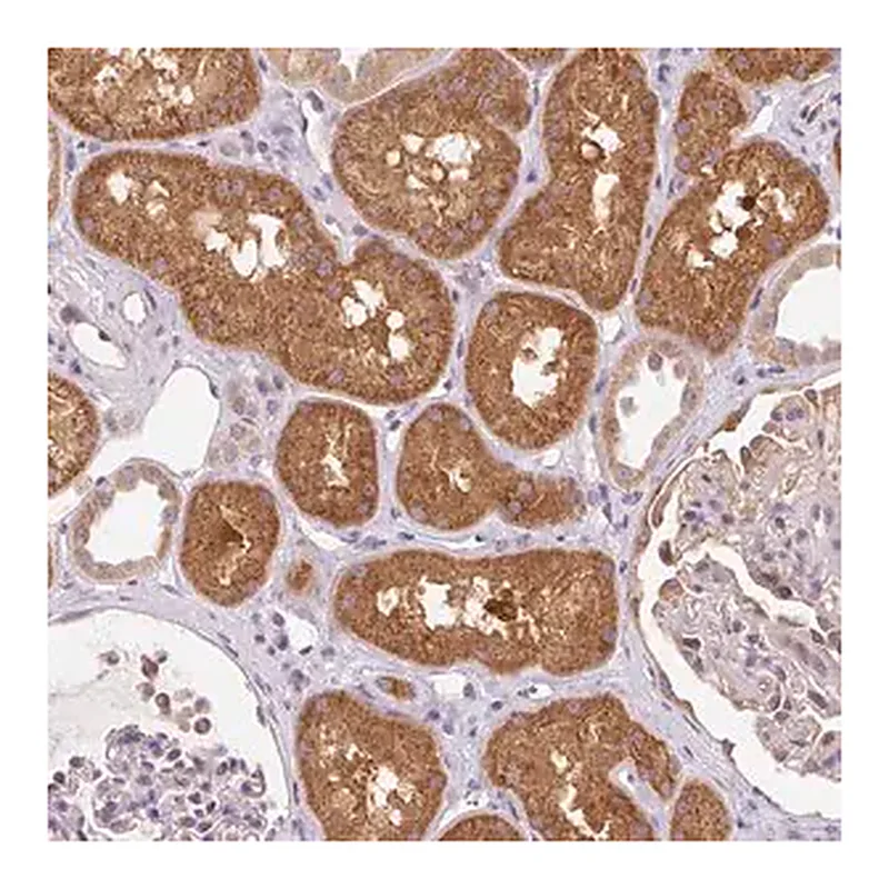 Merck Anti-OMA1 antibody produced in rabbit