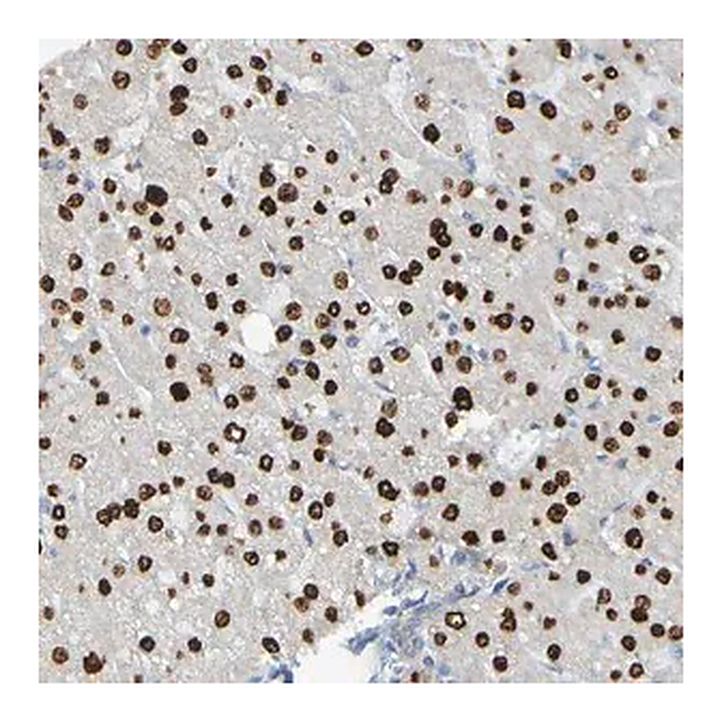 Merck Anti-USP36 antibody produced in rabbit