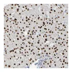 Merck Anti-USP36 antibody produced in rabbit