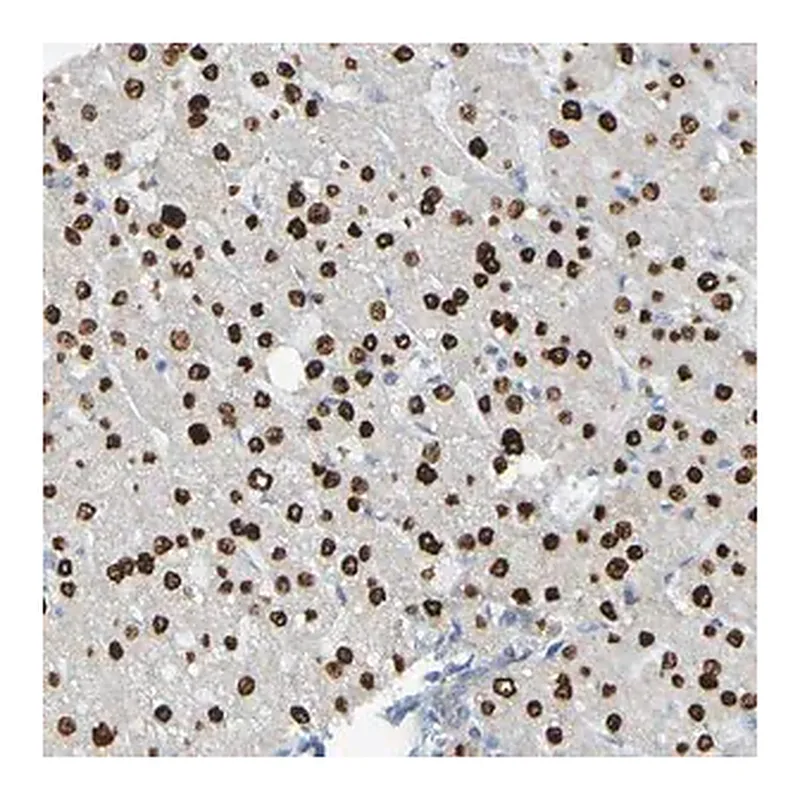 Merck Anti-USP36 antibody produced in rabbit