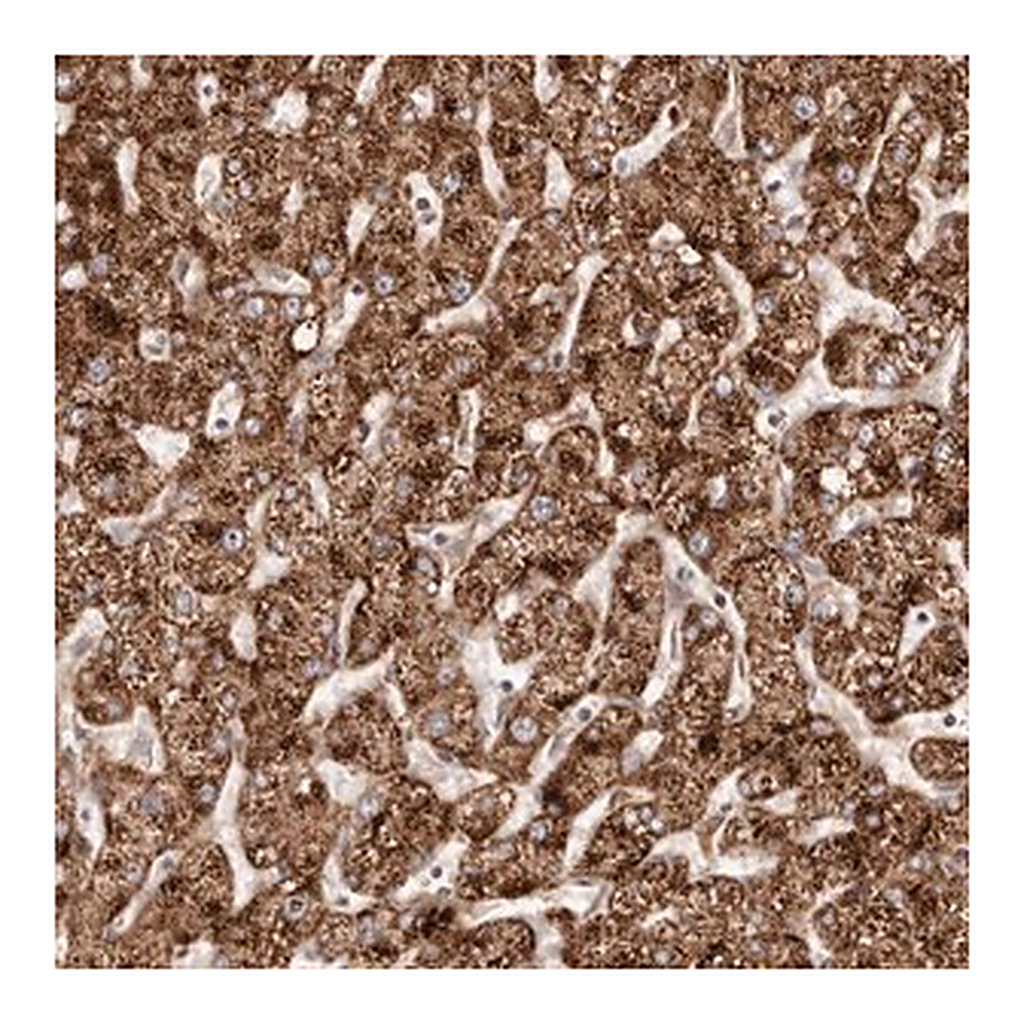 Merck Anti-APOL6 antibody produced in rabbit