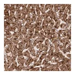 Merck Anti-APOL6 antibody produced in rabbit