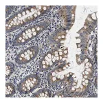 Merck Anti-SAMD4B antibody produced in rabbit