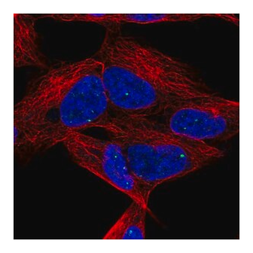 Merck Anti-DLX6 antibody produced in rabbit