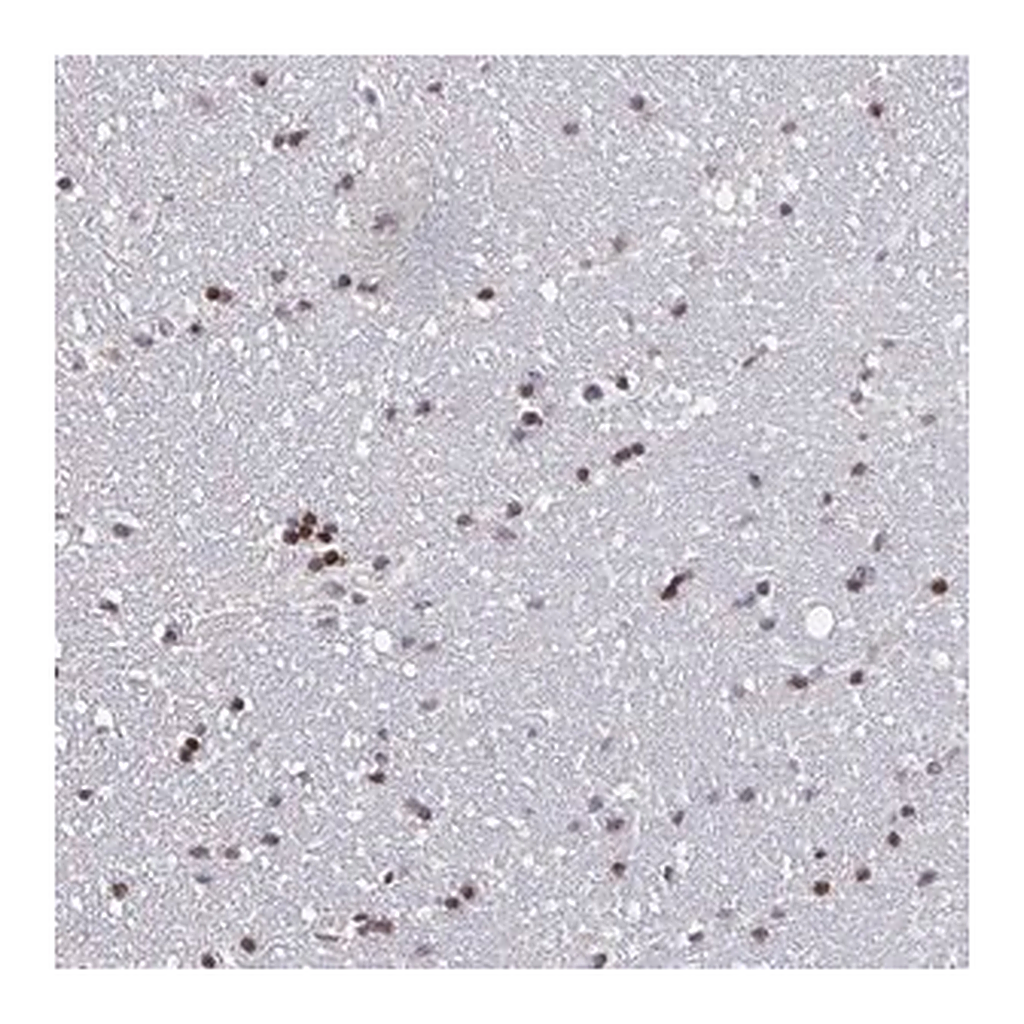 Merck Anti-PCDHB8 antibody produced in rabbit