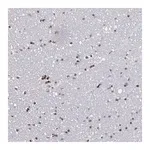 Merck Anti-PCDHB8 antibody produced in rabbit