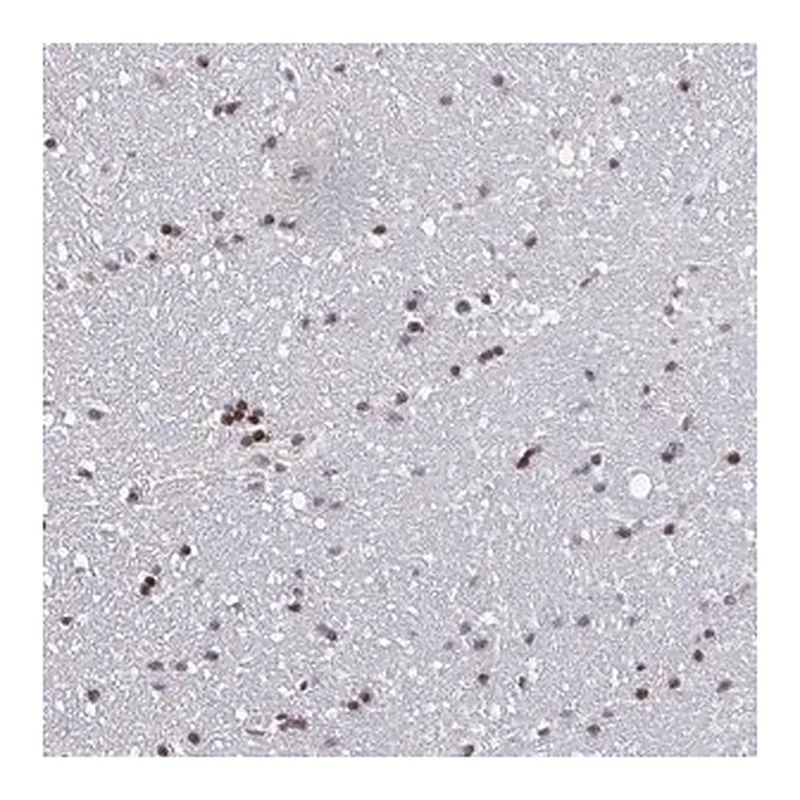 Merck Anti-PCDHB8 antibody produced in rabbit