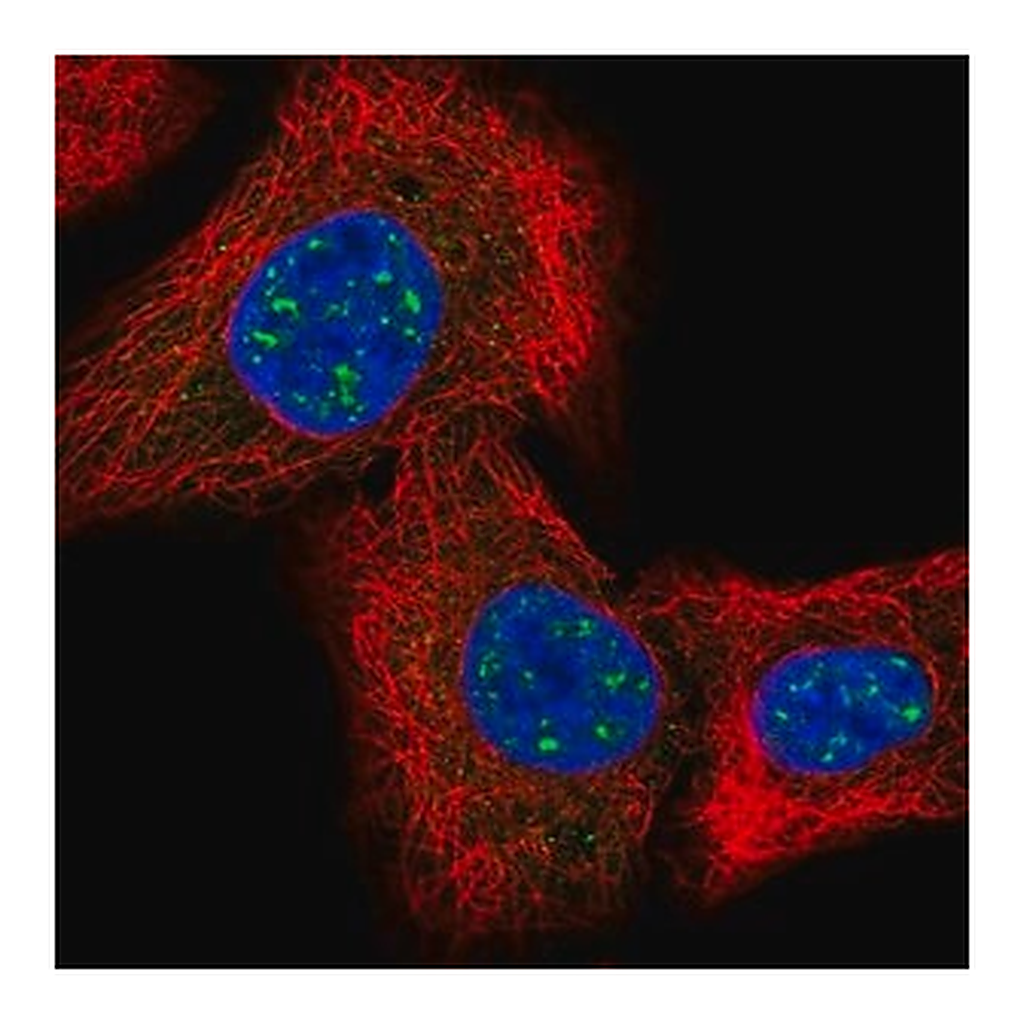Merck Anti-IQCK antibody produced in rabbit
