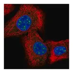 Merck Anti-IQCK antibody produced in rabbit