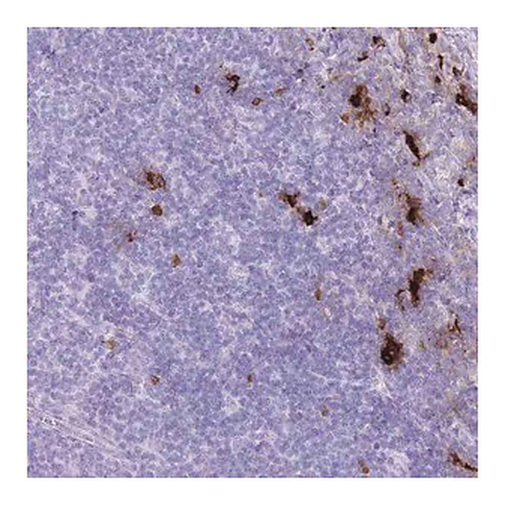 Merck Anti-TPSB2 antibody produced in rabbit