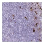 Merck Anti-TPSB2 antibody produced in rabbit