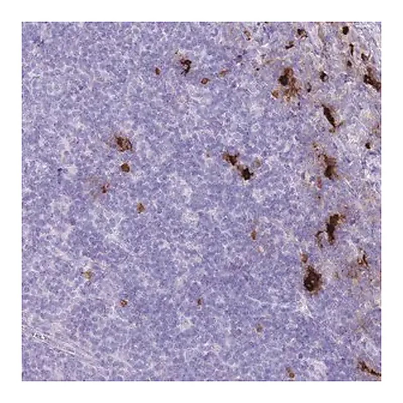 Merck Anti-TPSB2 antibody produced in rabbit