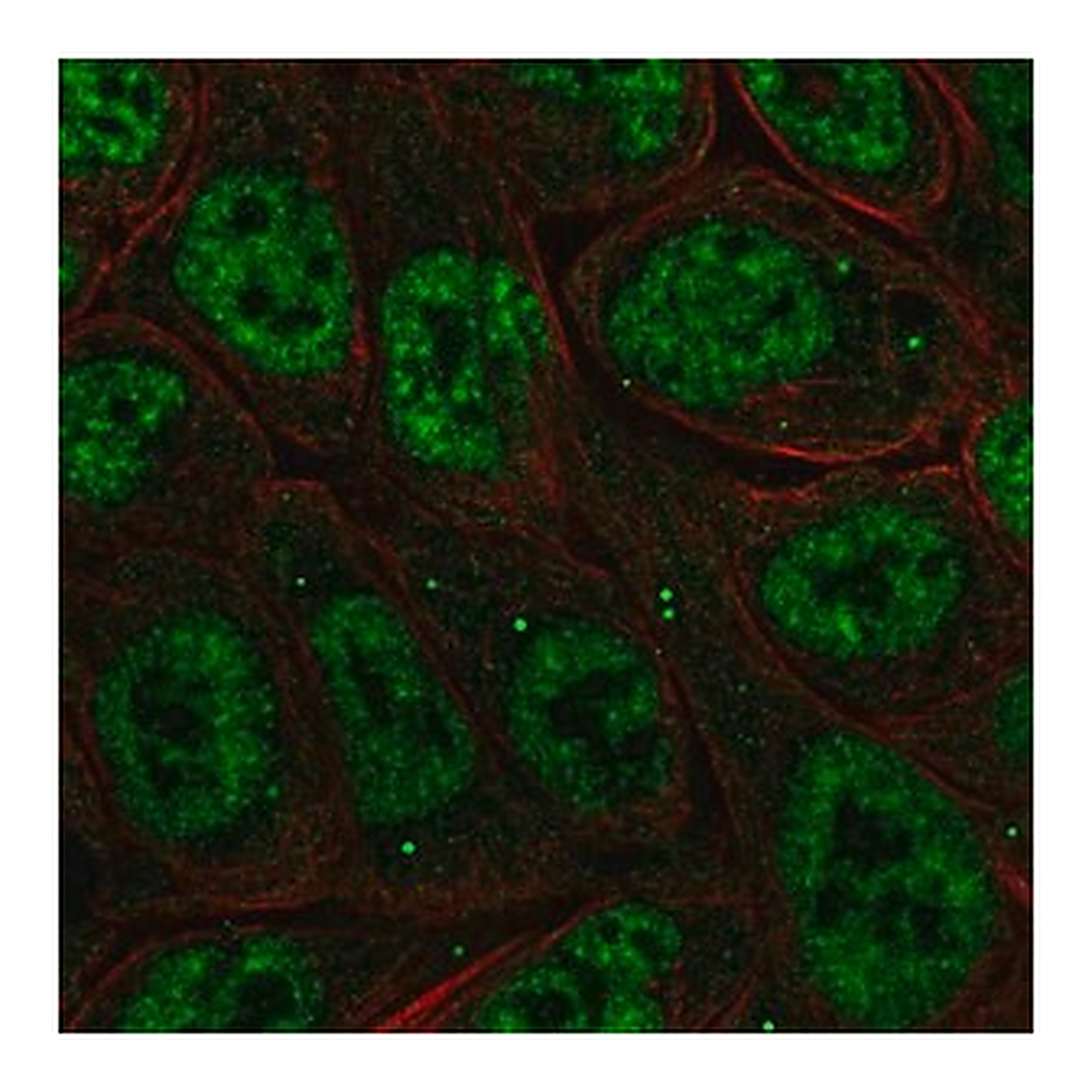 Merck Anti-NFKBIZ antibody produced in rabbit