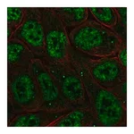Merck Anti-NFKBIZ antibody produced in rabbit