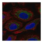 Merck Anti-C7orf73 antibody produced in rabbit