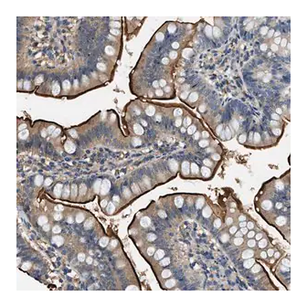 Merck Anti-CFLAR antibody produced in rabbit