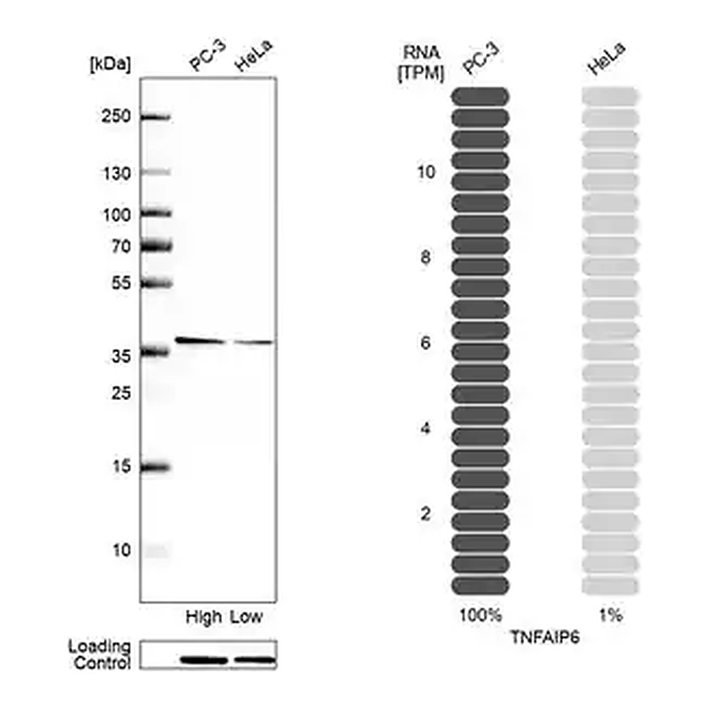 Merck Anti-TNFAIP6 antibody produced in rabbit