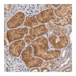 Merck Anti-PCSK6 antibody produced in rabbit