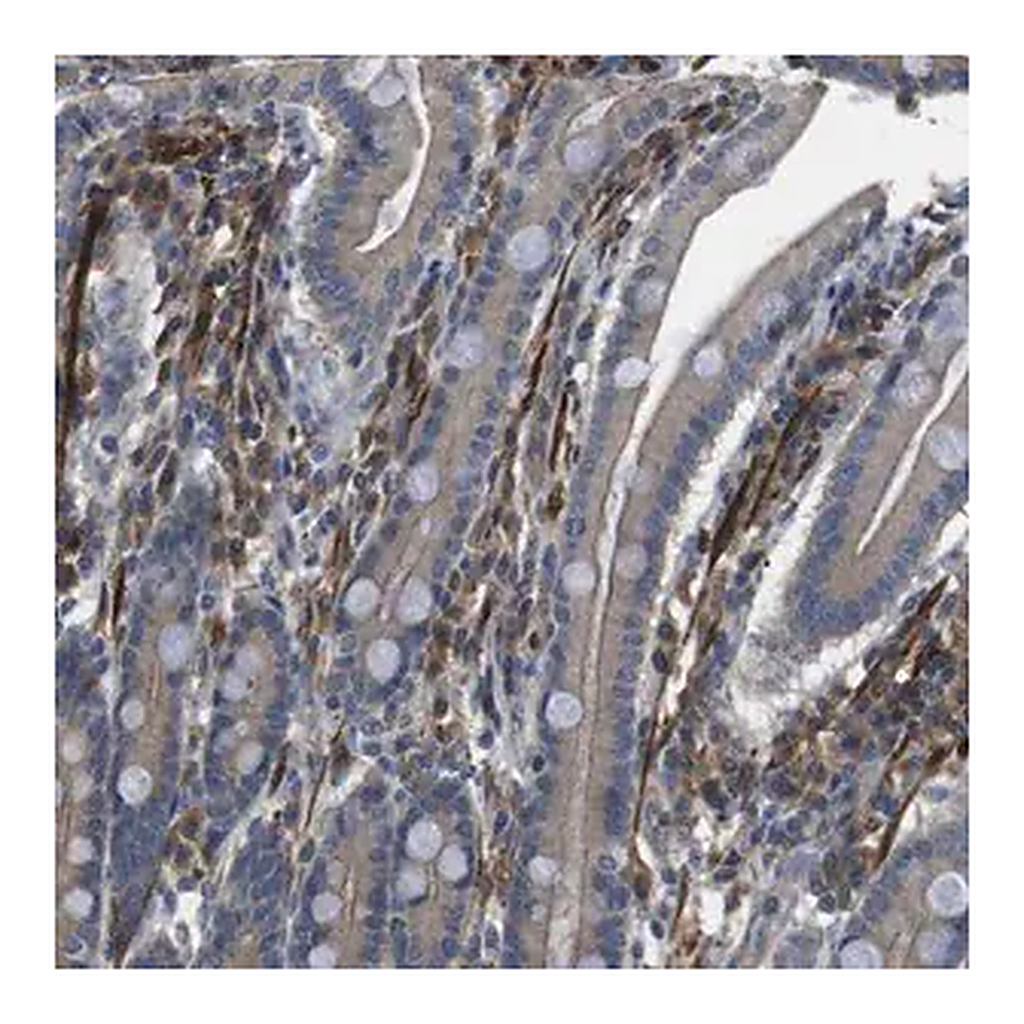 Merck Anti-FUT2 antibody produced in rabbit