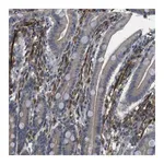 Merck Anti-FUT2 antibody produced in rabbit
