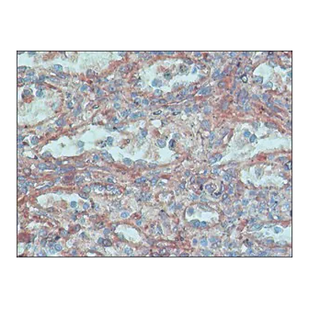 Merck Anti-FHOD1 antibody produced in rabbit