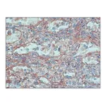 Merck Anti-FHOD1 antibody produced in rabbit