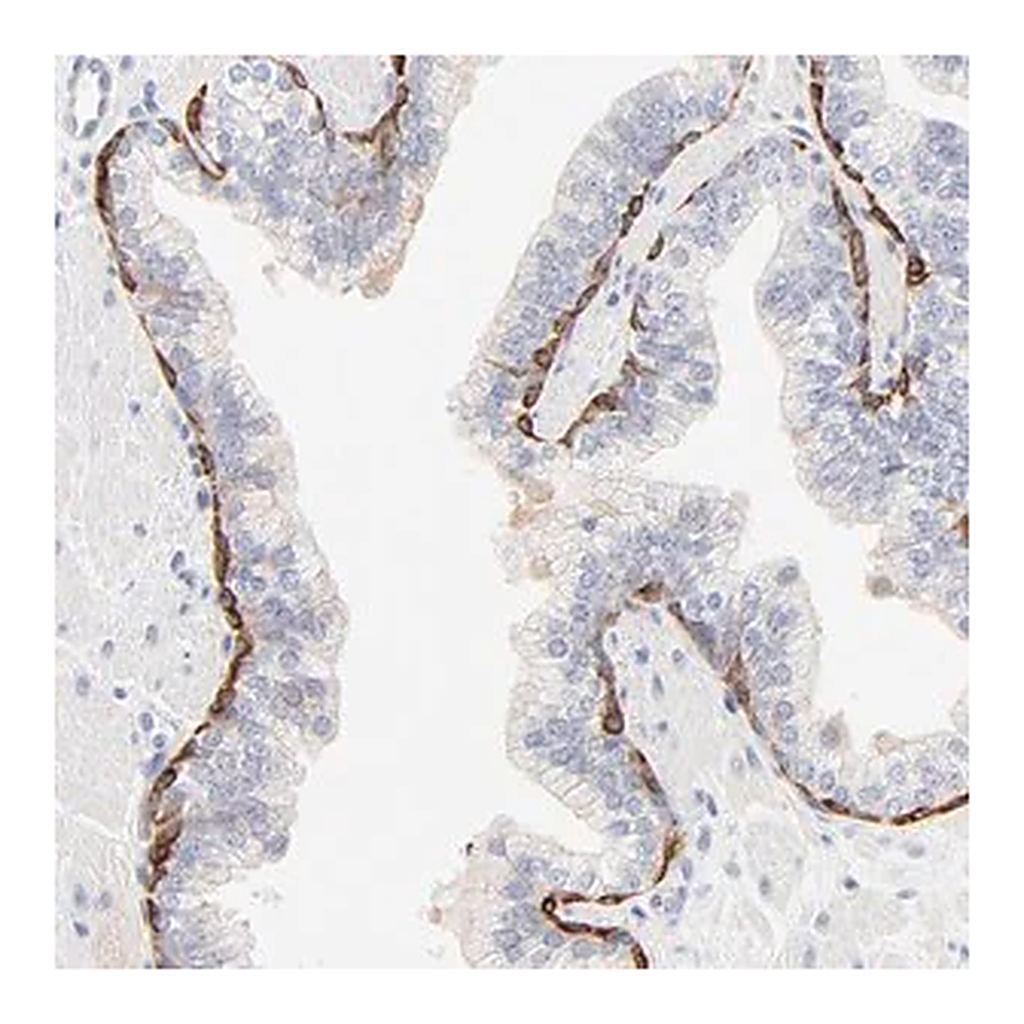 Merck Anti-SLC7A3 antibody produced in rabbit