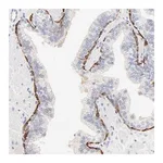 Merck Anti-SLC7A3 antibody produced in rabbit