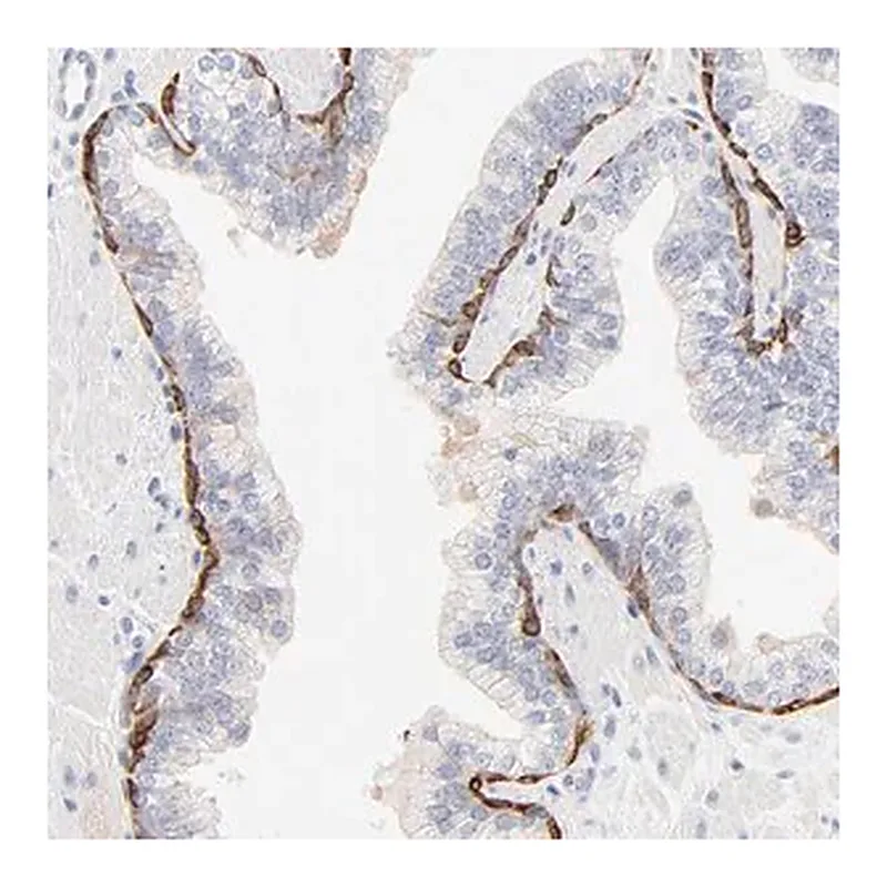 Merck Anti-SLC7A3 antibody produced in rabbit