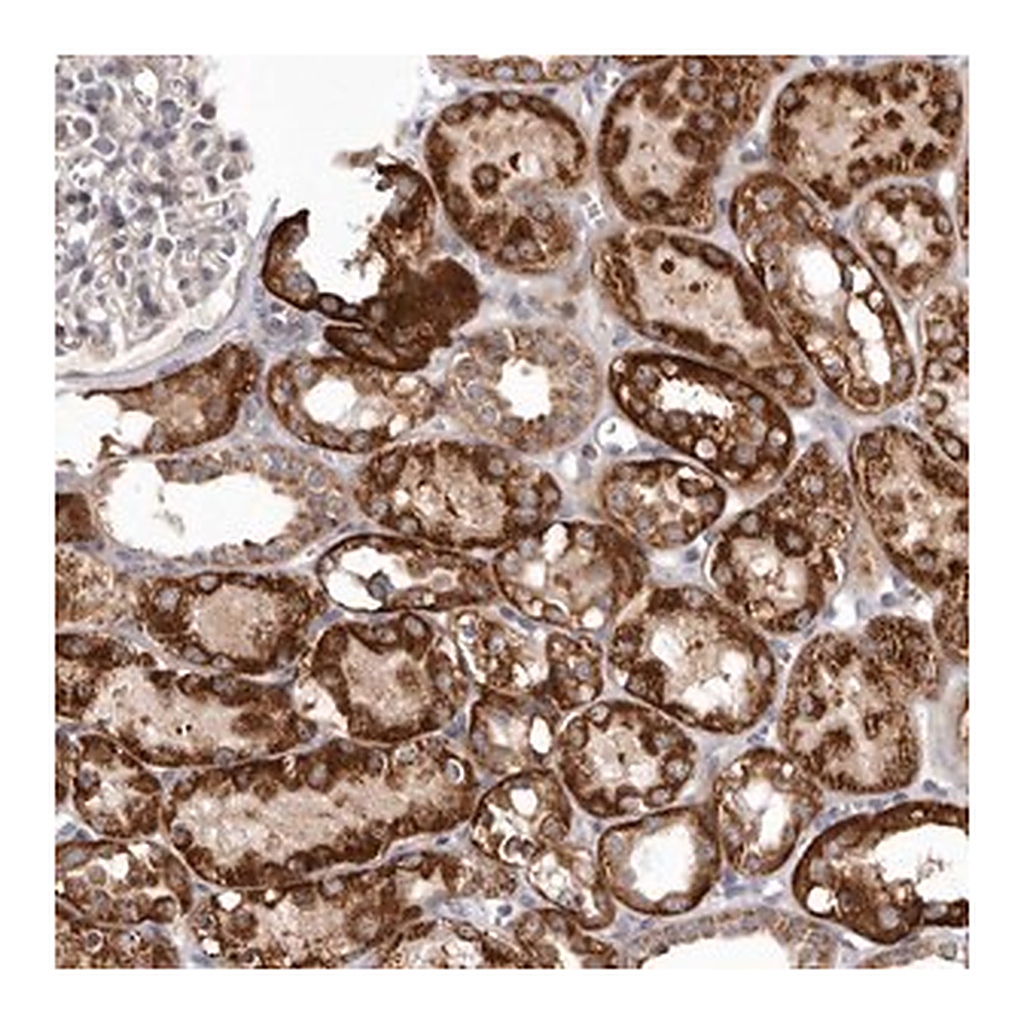 Merck Anti-SMC4 antibody produced in rabbit