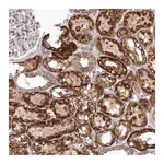 Merck Anti-SMC4 antibody produced in rabbit