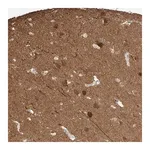 Merck Anti-LANCL1 antibody produced in rabbit