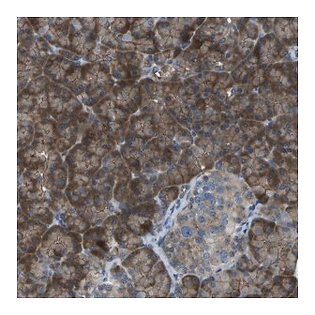Merck Anti-KCTD3 antibody produced in rabbit