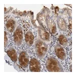 Merck Anti-REN antibody produced in rabbit