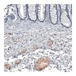 Merck Anti-CXCL8 antibody produced in rabbit