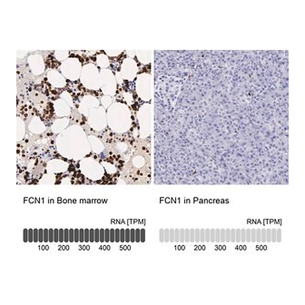 Merck Anti-FCN1 antibody produced in rabbit